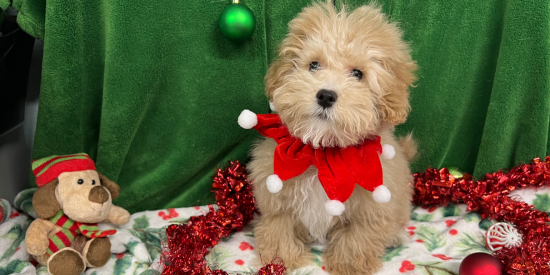 Dog wearing a christmas collar with christmas decorations