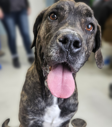 Cane Corso dog