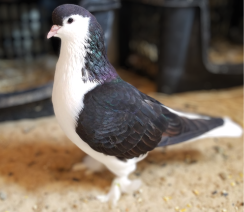 A black and white racing pigeon
