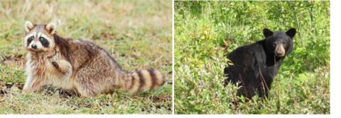 raccoon and black bear