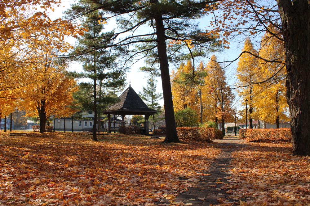 Fall scene, Park with leaves on the ground