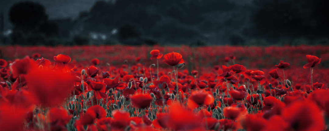 a field of poppies